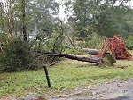 Storm damage fallen trees